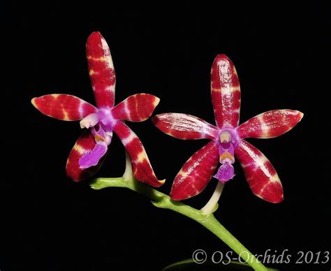 Big Leaf Orchid Forum • View Topic Orchids Beautiful Orchids Phalaenopsis Orchid
