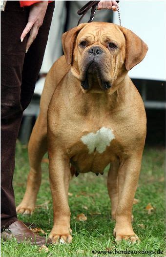 Tonka toy rhys (reese), 2 yrs, 128 lb., gullible and the coat is short and soft with loose fitting skin. Black Masks - Dogue de Bordeaux Club of Australia