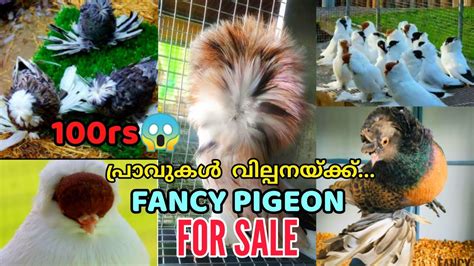 Fancy Pigeon Sale Pigeon Farm Kerala Pravu Valarthallow Cost Pigeon