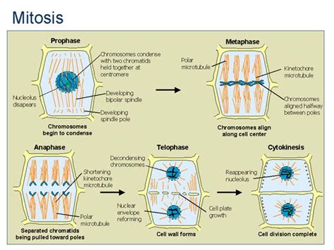 The daughter cells are clones of each other. 107 best images about STEM - Life Science on Pinterest