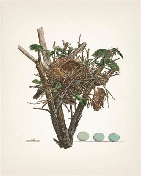 Bird Nest Print Set Fine Art Prints Of A Vintage Natural History