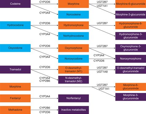 Role Of Opioid Involved Drug Interactions In Chronic Pain Management