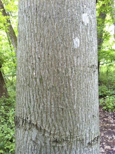 Young Hickory Tree Bark Alysia Polk