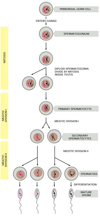 The Stages Of Spermatogenesis And Oogenesis Adapted From Alberts Et