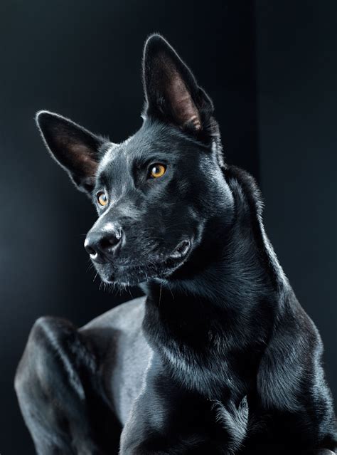 Black Dog Bagheera On Behance