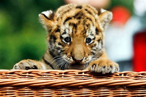 Hi Def Pics The Cutest Siberian Tiger Cub In The Whole World 7 Photos