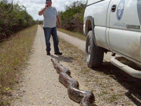 (central) african rock python など）はニシキヘビ科ニシキヘビ属に分類されるヘビである。かつてナタールニシキヘビ (学名: 5.5mのニシキヘビ捕獲、フロリダ | ナショナルジオグラフィック ...