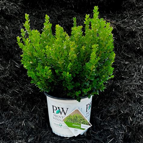 Sprinter® Boxwood 3 Or 7 Gallon Container Lots Of Plants