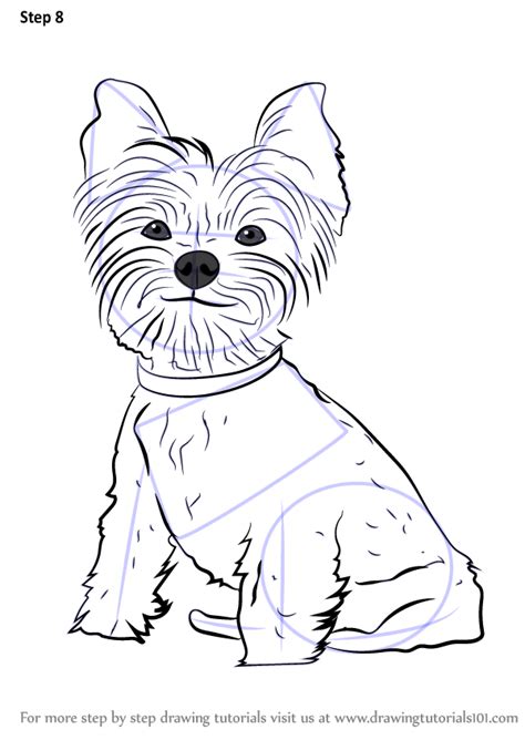 learn   draw yorkie puppy dogs step  step drawing tutorials