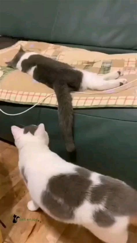 Two Cats Are Playing With Each Other On The Floor In Front Of A Green Couch