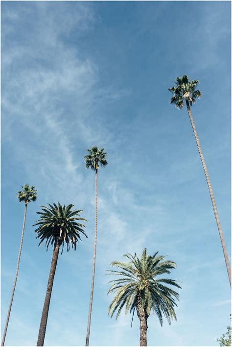 are palm trees native to los angeles california - Mastermind Blook