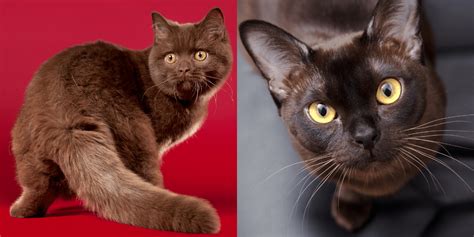 Meet The Rarest Cat Coat Color Of All The Brown Cat