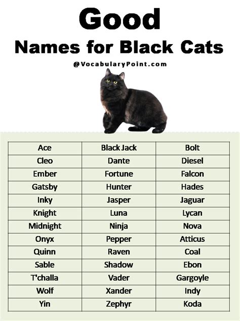 200 Best Black Cat Names Unique Badass Vocabulary Point