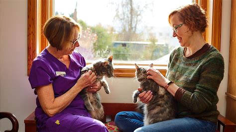What To Expect Sunvet Animal Wellness