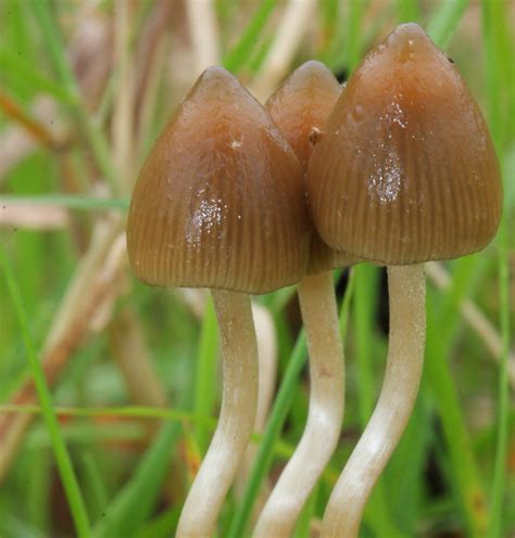 Discover the Many Types of Psilocybin Magic Mushrooms