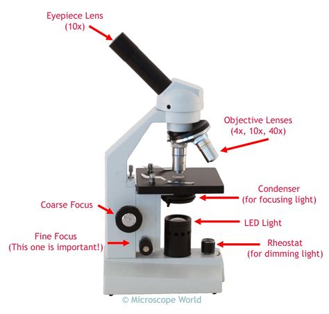 Striations indicate that a muscle cell is very strong, unlike visceral muscles. Compound Microscope Drawing at GetDrawings | Free download