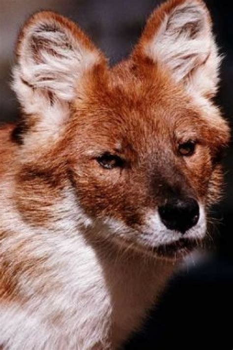 50 Facts About The Dhole Aka Indian Wild Dog Wild Dogs Dhole