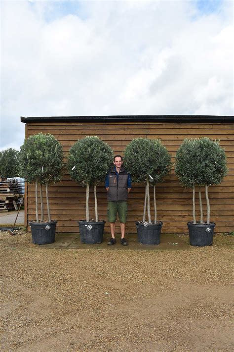 X4 Tri Trunk Lollipop Olive Trees Olive Grove Oundle