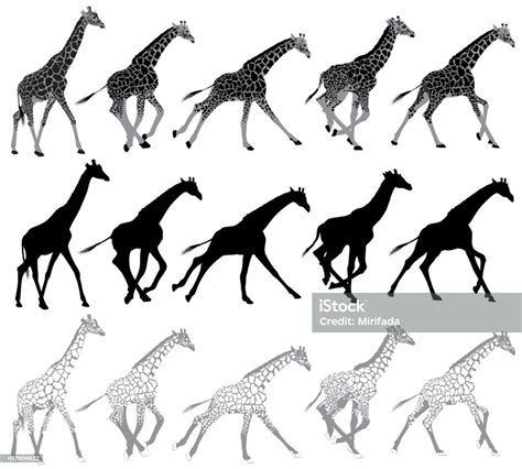 Set Of Running And Walking Giraffes Stock Illustration Download Image