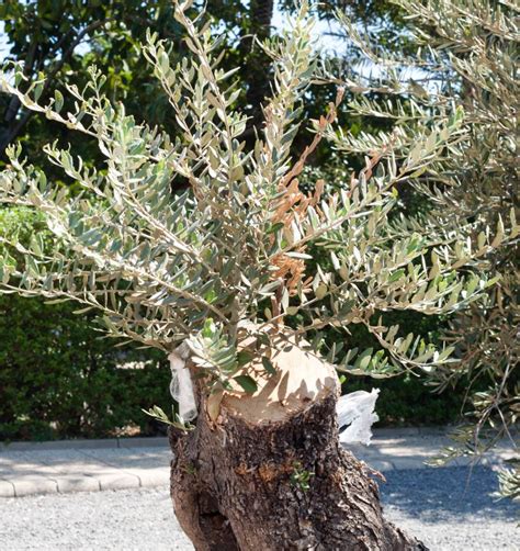 Olive tree in freezing weather – coping, critical temperatures, protection