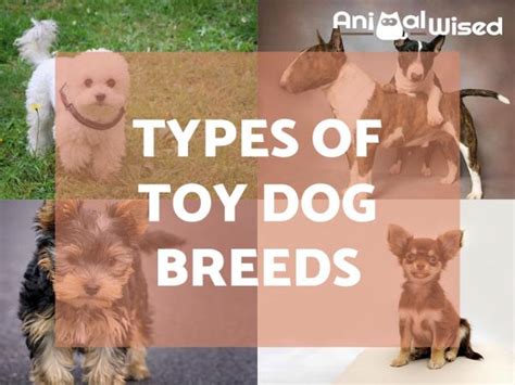 Types Of Toy Dog Breeds 15 Examples With Pictures