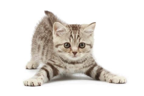 Cats Savannah Cat Size Comparison To House Cat A New Species
