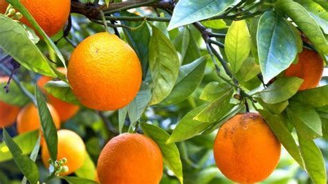 How To Citrus X Sinensis Navel Orange Seedlings Youtube