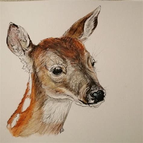 White Tailed Deer Arteza Watercolour Pencils And Arteza Real Brush