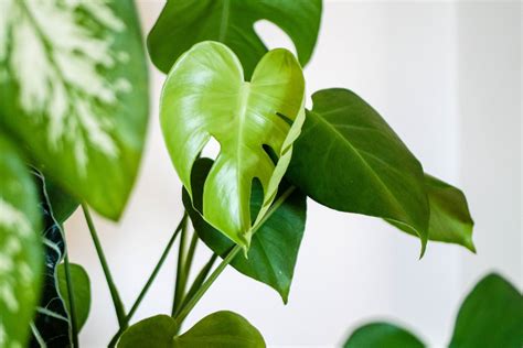 5 Houseplants That Thrive In Dark Apartments Health And Natural