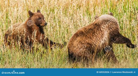 Two Brown Grizzly Bear Cubs Playing In Field Stock Photo Image Of