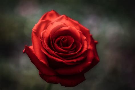 Find the perfect rose picture from over 40,000 of the best rose images. The meaning and symbolism of the word - Rose
