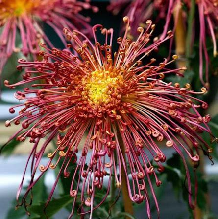 Send flowers to japan from australia. Chrysanthemums Flowers Growing & Care - Daylilies in Australia