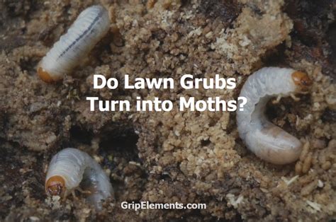 Do Lawn Grubs Turn Into Moths Read The Explanation Here