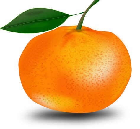 Orange Clipart Transparent 20 Free Cliparts Download Images On