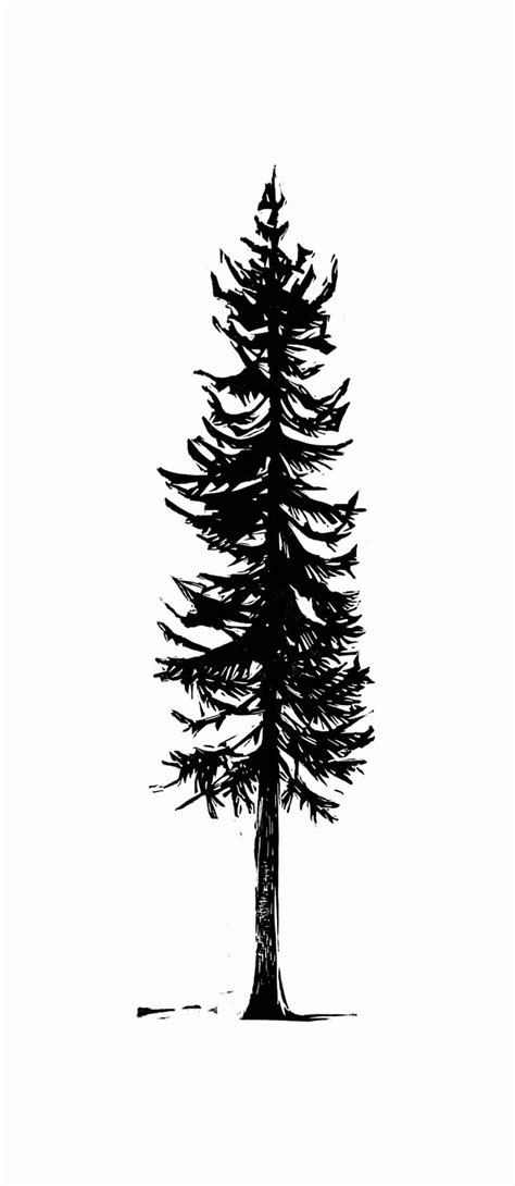 This Print Fir By Kelli Macconnell Pine Tree Drawing Pine Tree