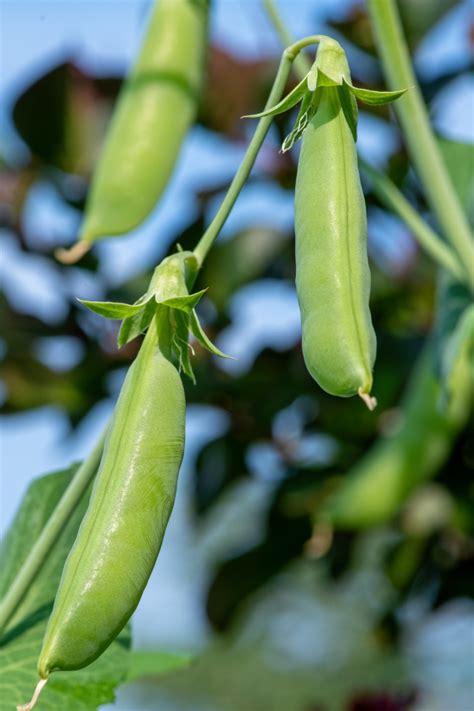 Home Garden Growing Organic Sugar Snap Peas Photo Classroom Clip Art