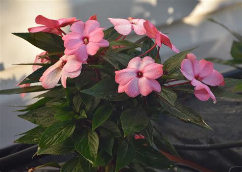 They're prized by home gardeners for the colors of these blooms, which almost glow with vibrancy. Plan garden for SunPatiens and New Guinea impatiens ...