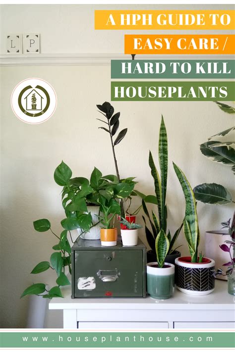 My Top 10 Easy Care Hard To Kill Houseplants In 2021 House Plant