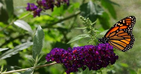 How To Move A Butterfly Bush