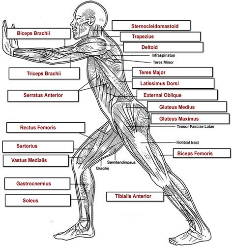 This image shows the muscles of our body and displays them on both male and female diagram showing: Muscles Labeling Side Body