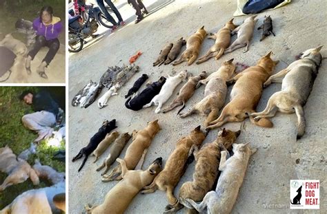 Vietnam Dog Thieves Steal 30 Dogs And Cats Fight Dog Meat