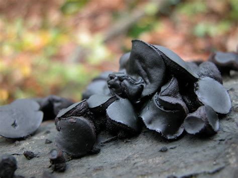 Image*After : image : nature plants mushroom macro mushrooms black
