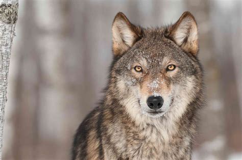 Gray Wolves Are Endangered Again In Most Us States