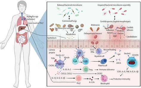 The Gut Mycobiome In Health Disease And Clinical Applications In Association With The Gut