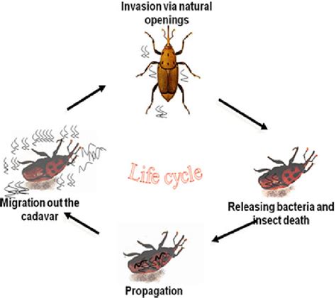 Life Cycle Of Entomopathogenic Nematodes Download Scientific Diagram