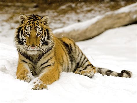 Little Tiger In The Snow Wallpapers And Images Wallpapers Pictures