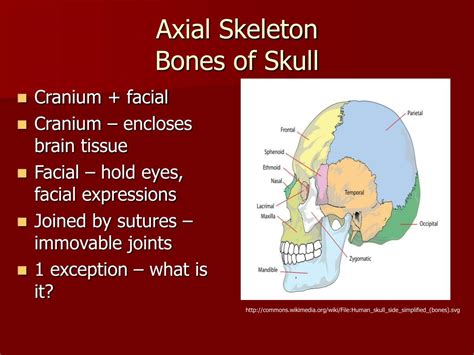 Ppt Skeletal System Powerpoint Presentation Free Download Id4006029