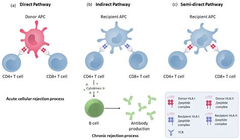 Immuno Free Full Text Role Of The Immune System In Renal