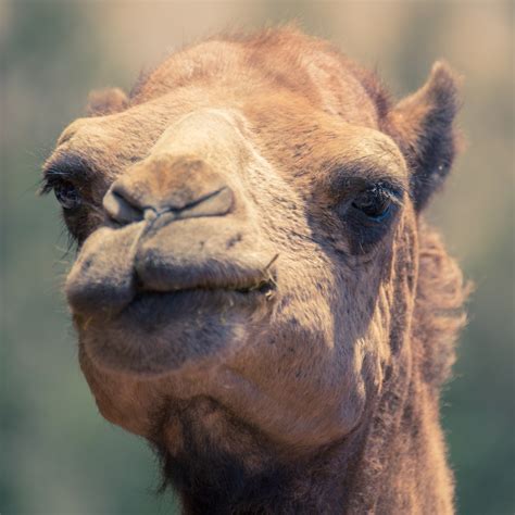 Camel Portrait Free Stock Photo Public Domain Pictures