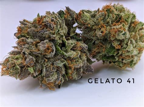 The Gelato Strain A Dessert Like Hitter That Delivers On Flavor And